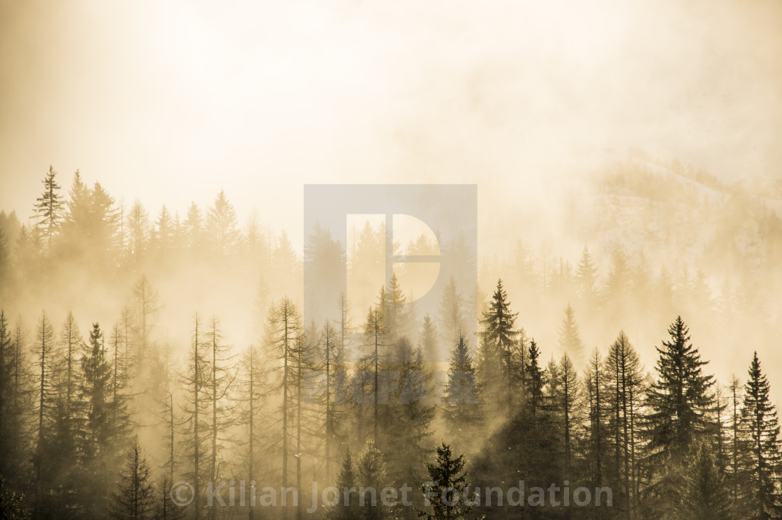 "Forest Mist" stock image