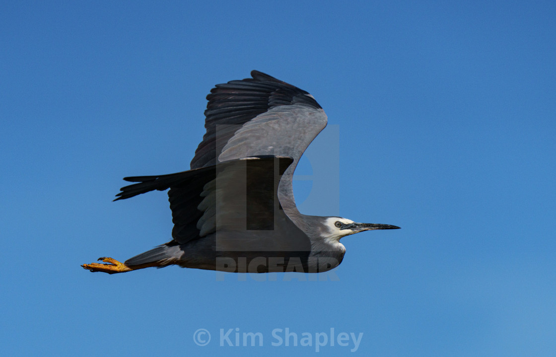 "Flying White Faced Heron" stock image