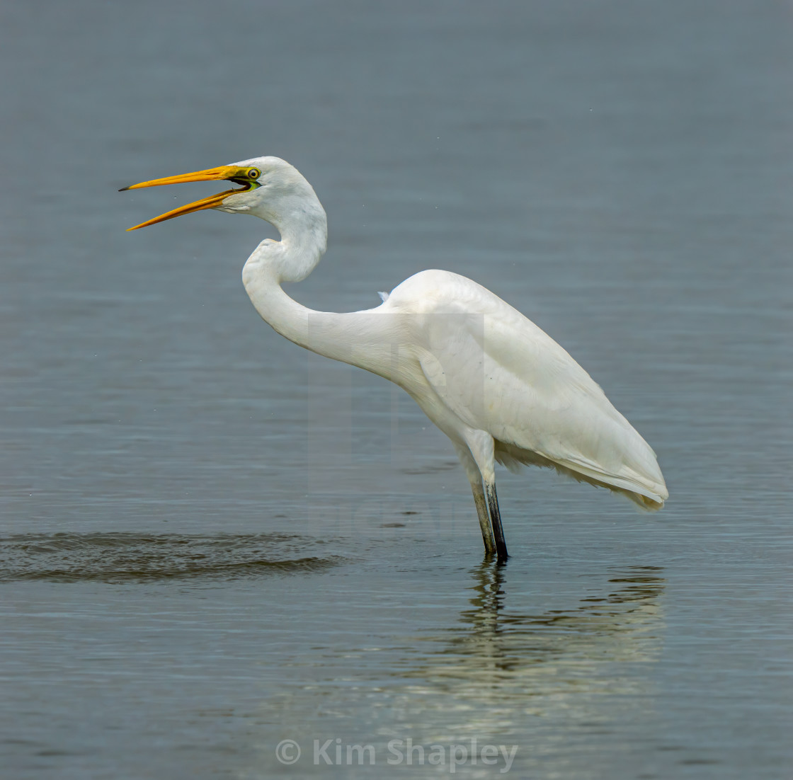 "A Great Egret poses" stock image