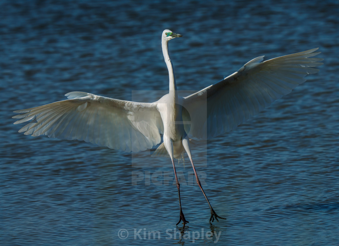 "Landing Great Egret" stock image