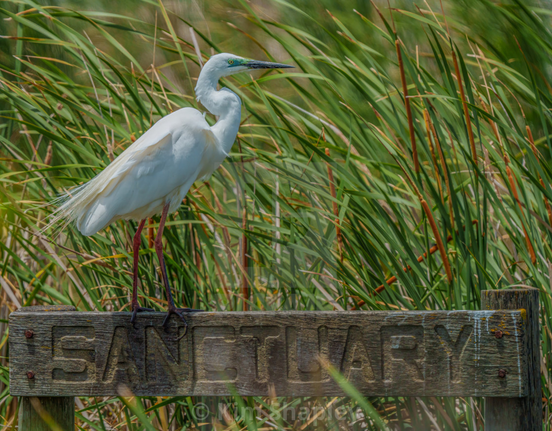 "Sanctuary Great Egret" stock image