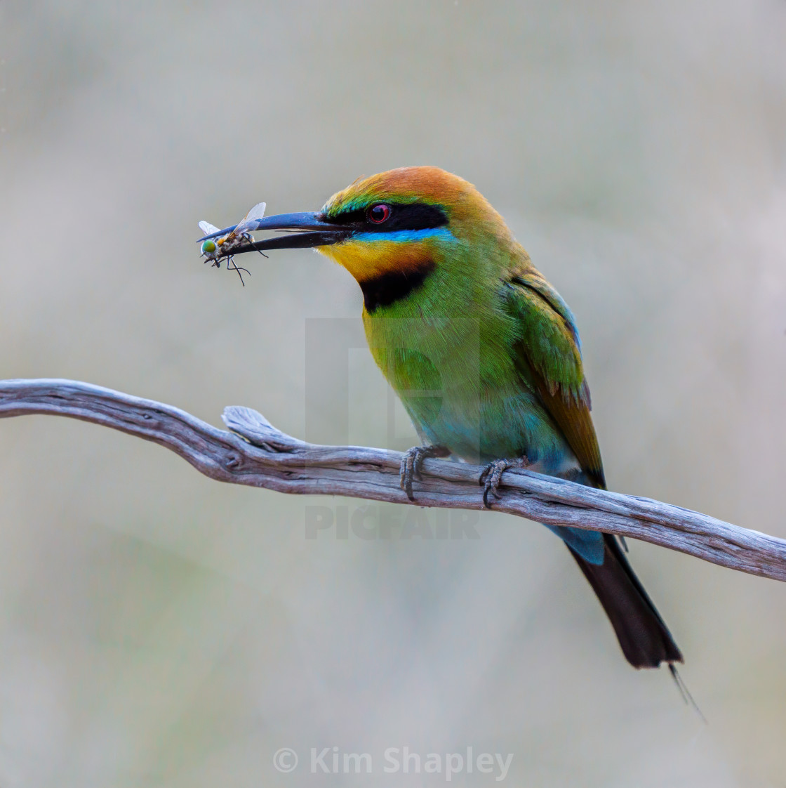 "Rainbow Bee-Eater" stock image