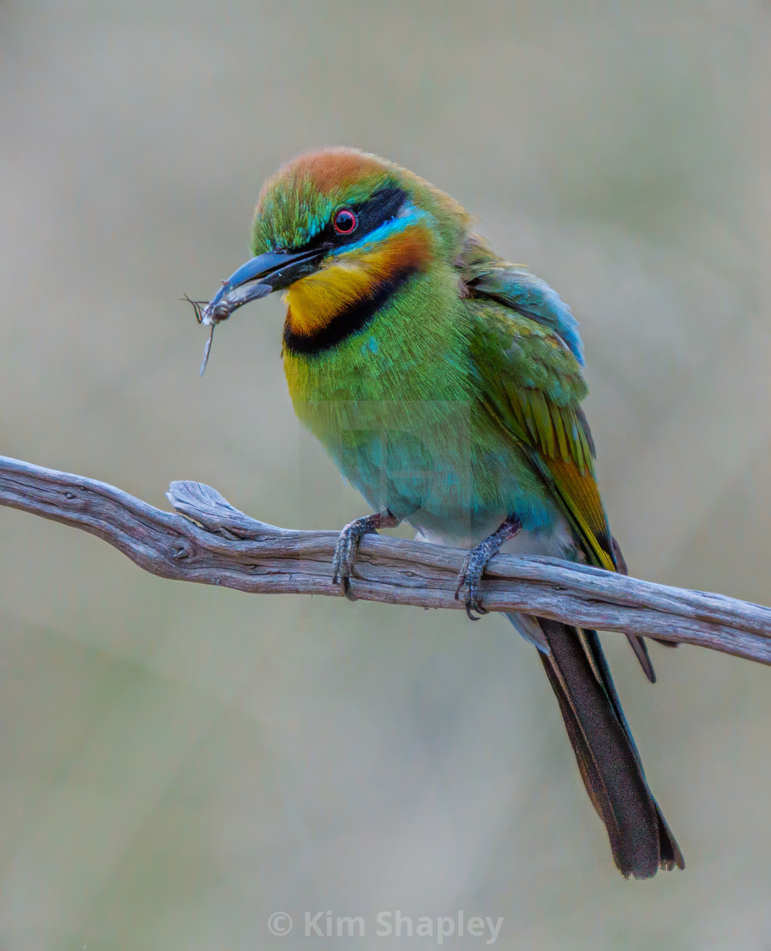 "Rainbow Bee-eater with insect" stock image