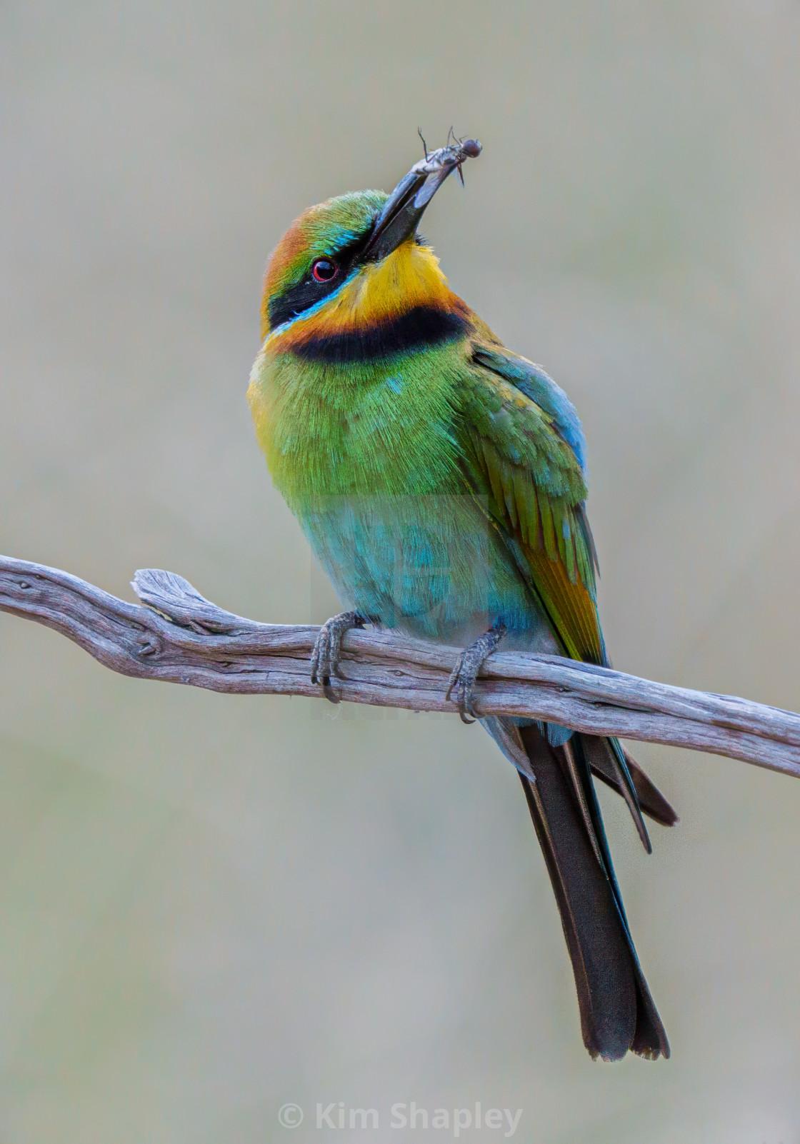 "Rainbow Bee-eater with insect" stock image