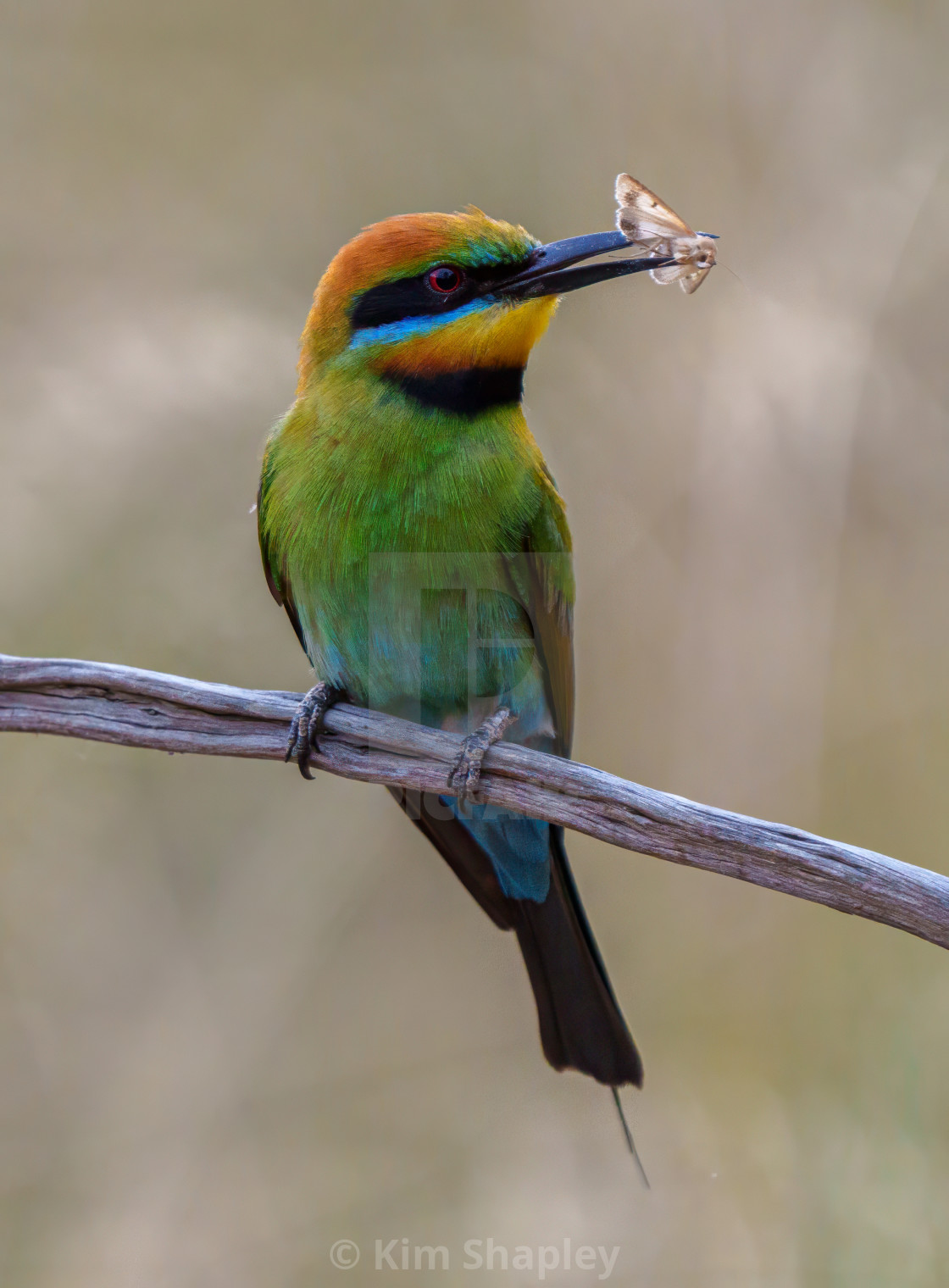 "Rainbow Bee-Eater with insect" stock image