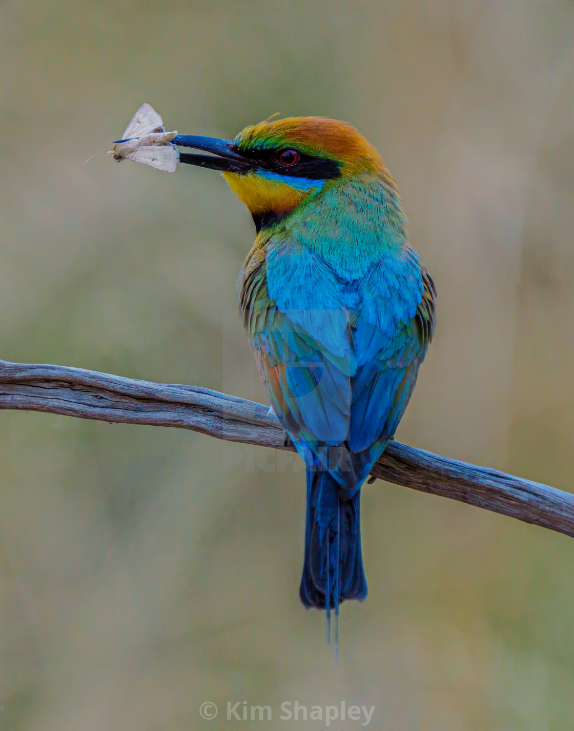 "Rainbow Bee-Eater with insect" stock image