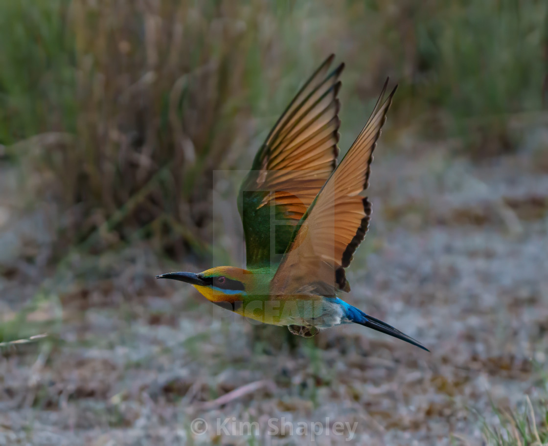 "Flying Rainbow Bee-eater" stock image
