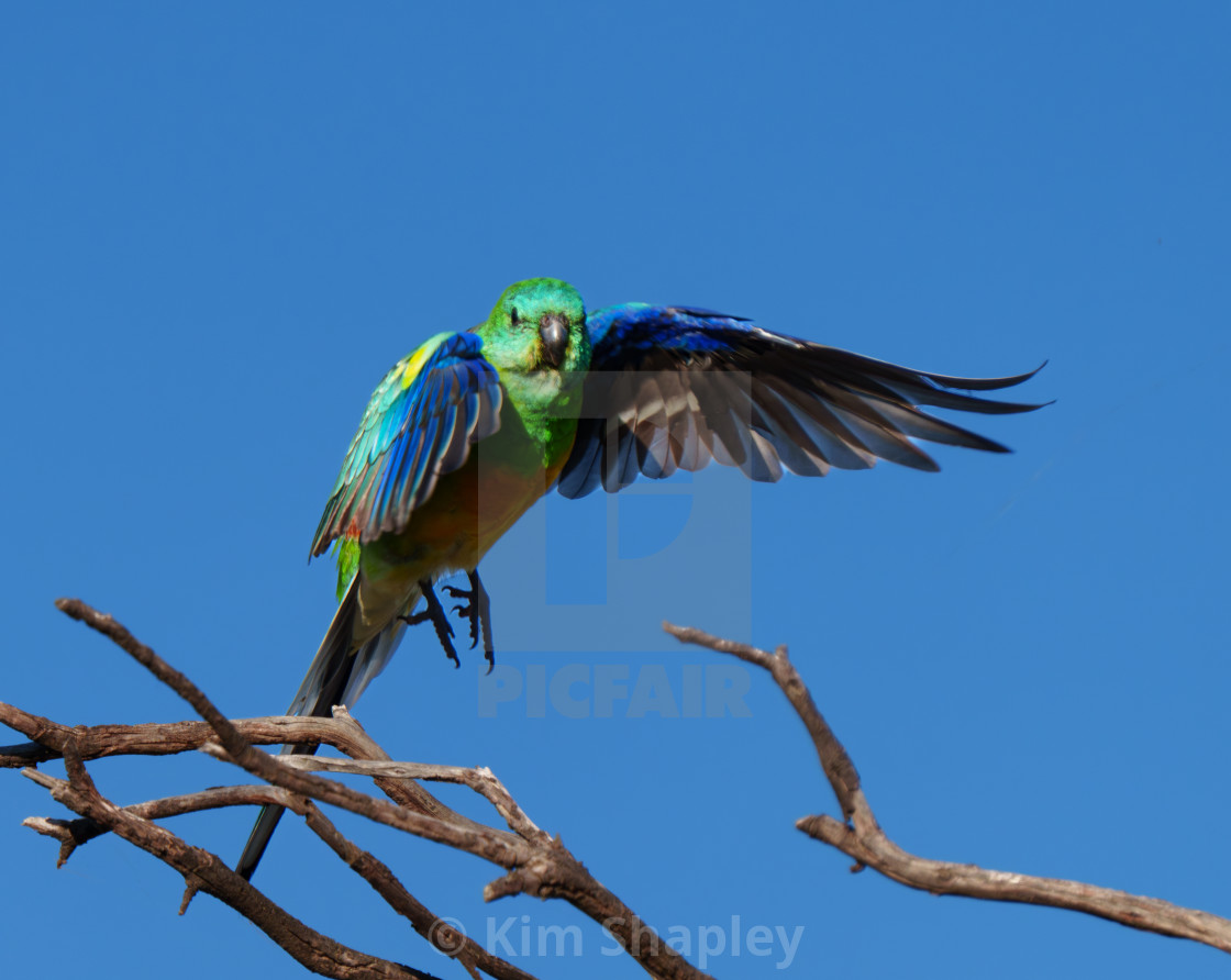 "Red Rumped Parrot" stock image