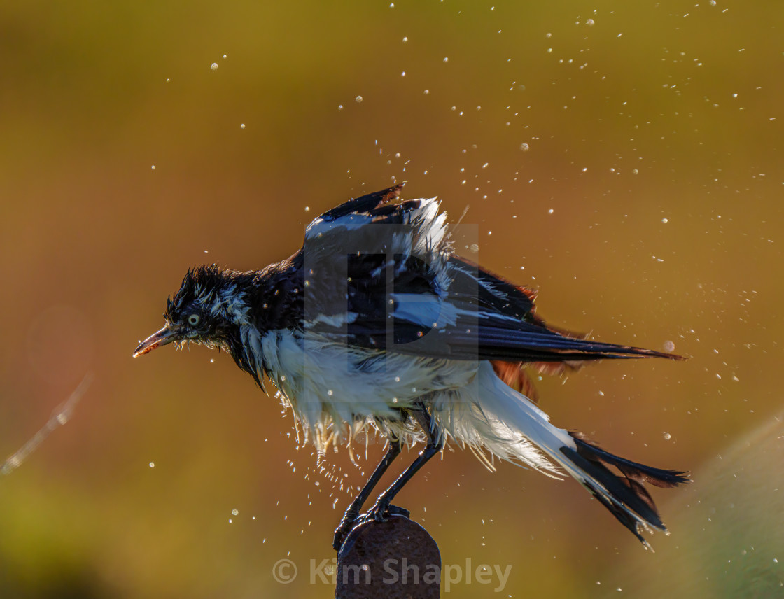 "Shake it all about" stock image