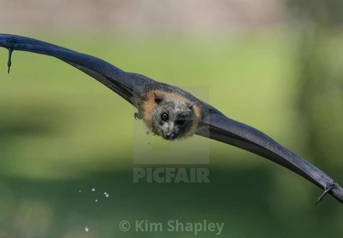 "Grey Headed Flying Fox" stock image