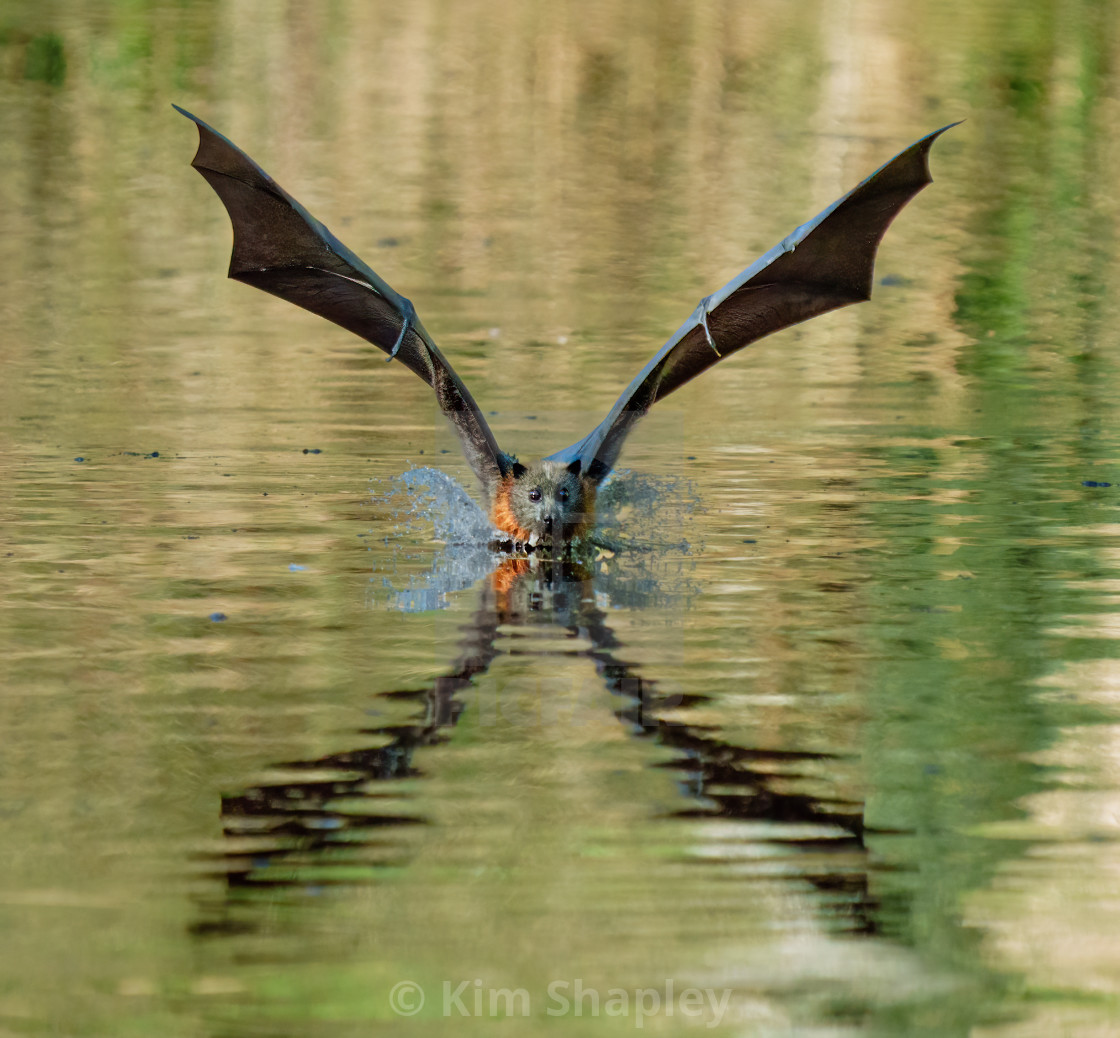 "Grey Headed Flying Fox" stock image