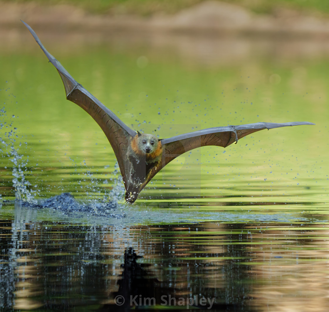 "Grey Headed Flying Fox" stock image