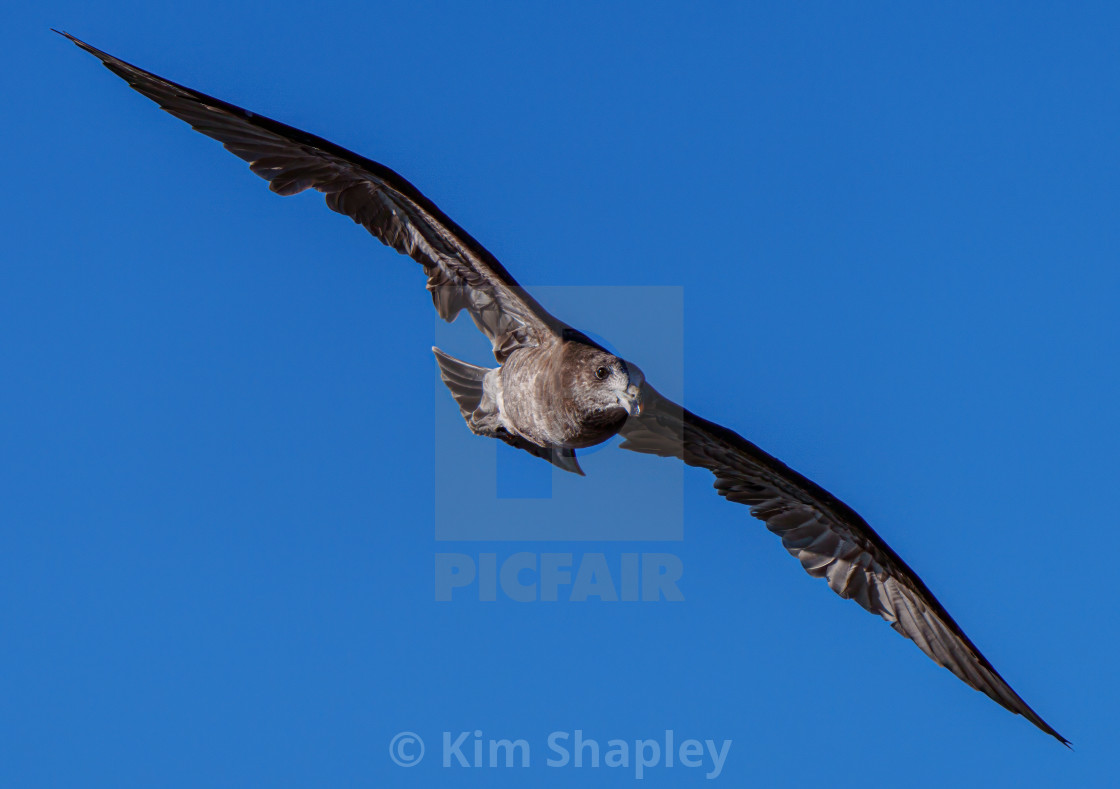 "Pacific Gull" stock image