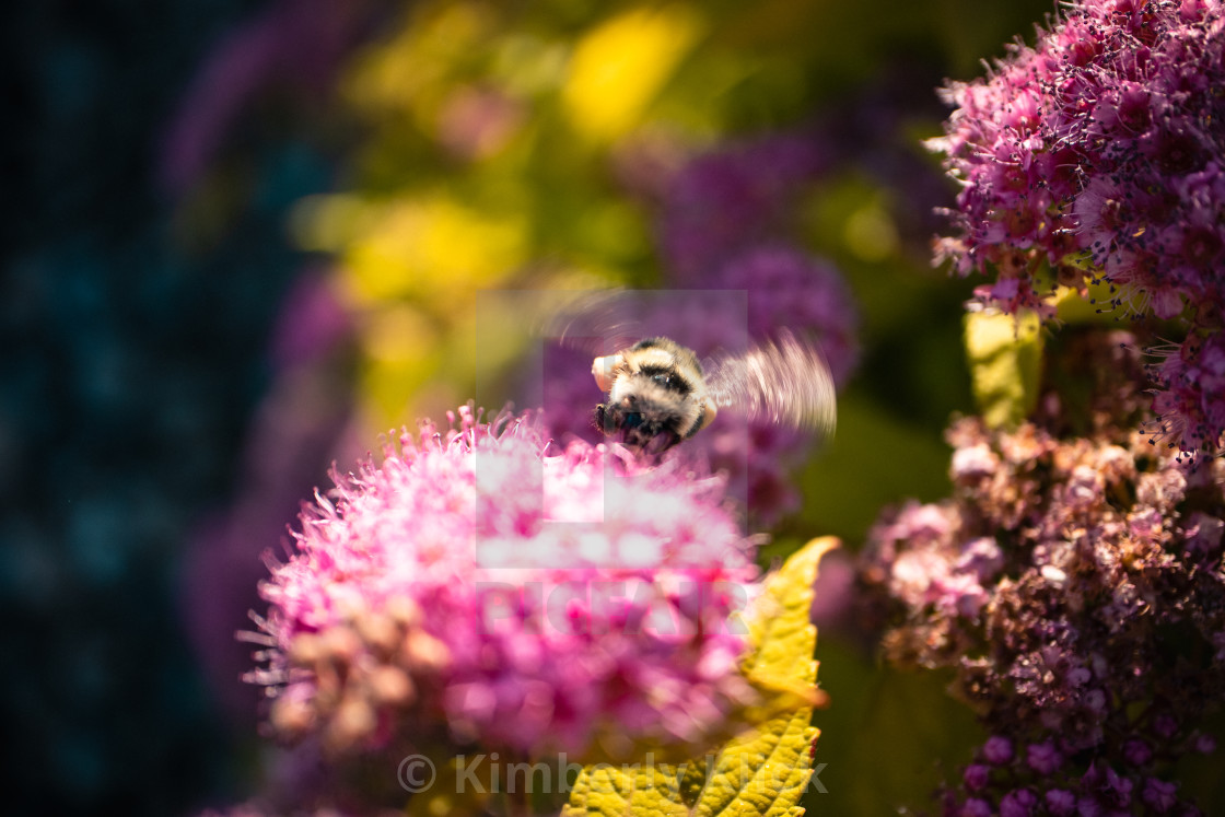"Flight of the Bumblebee" by Kimberly Klick - $15.46 "Flight of the Bumblebee" stock image