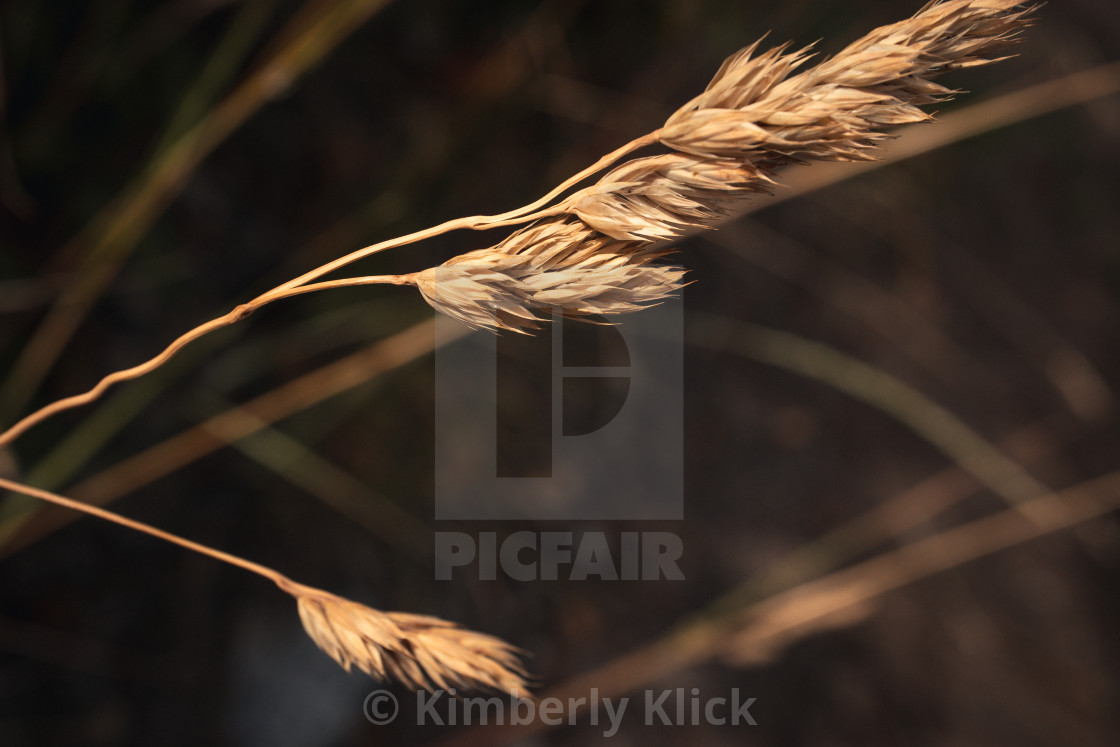 "Blades in the Wind" by Kimberly Klick - $15.46 "Blades in the Wind" stock image