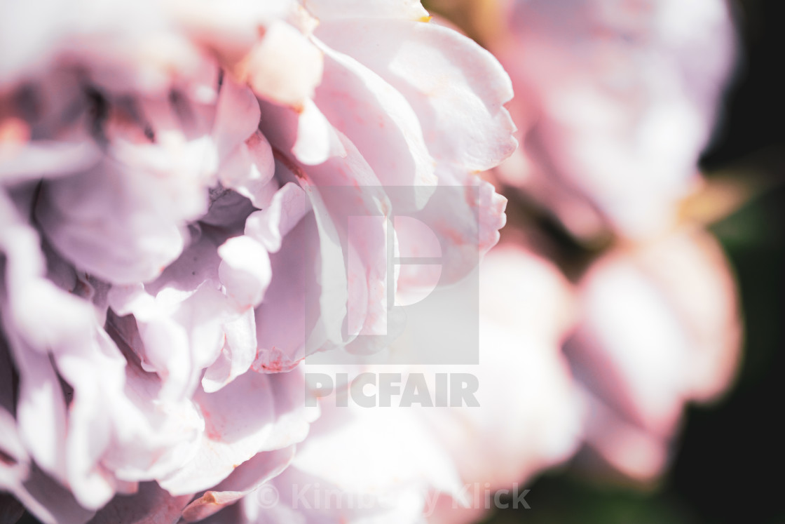 "Rose Repetition" by Kimberly Klick - $15.46 "Rose Repetition" stock image