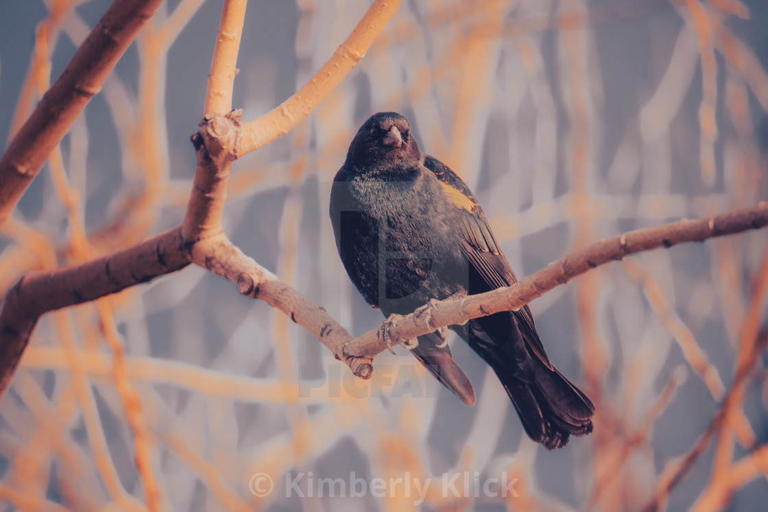 "Black Bird in the Branches" by Kimberly Klick - $15.46 "Black Bird in the Branches" stock image