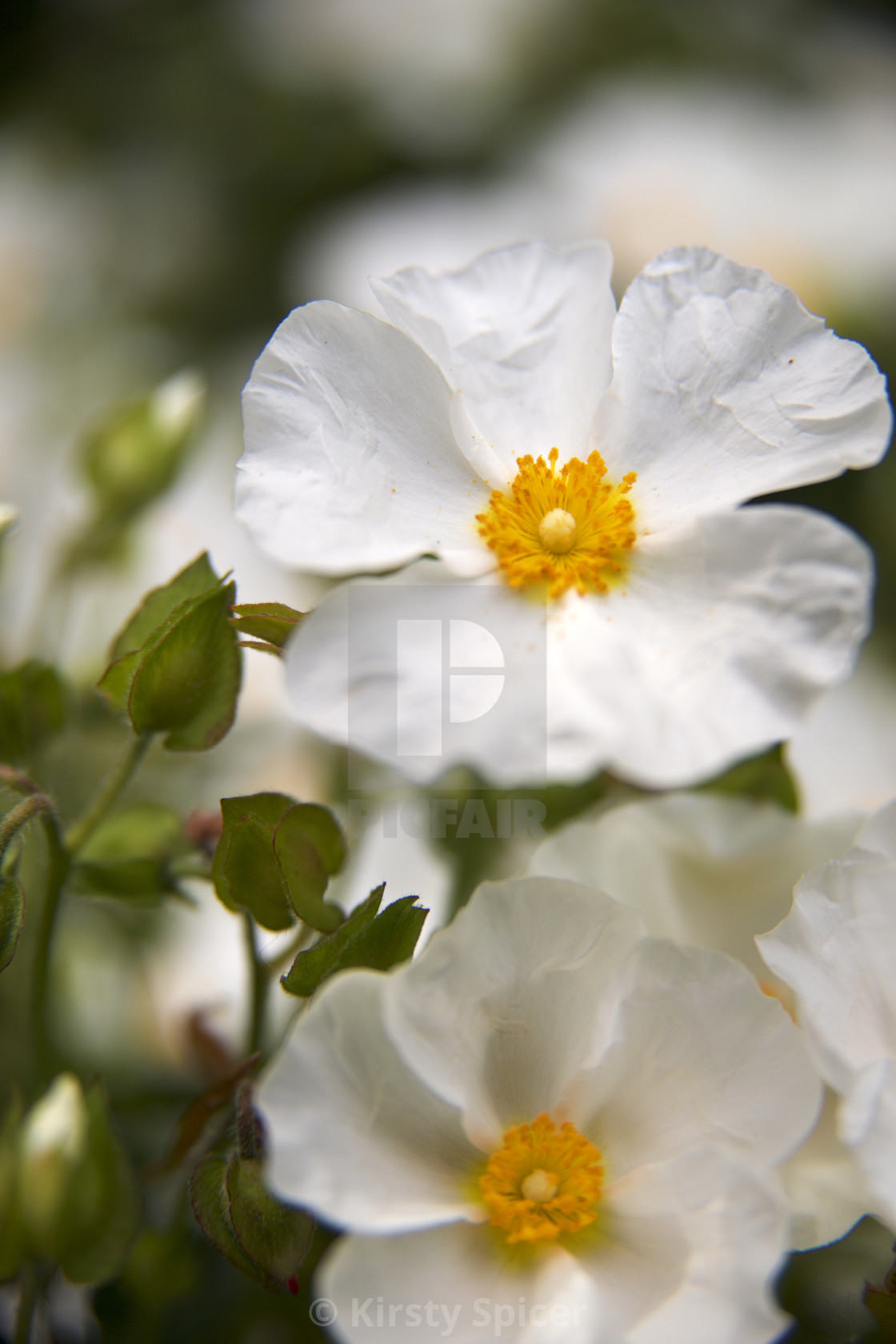 "Spring flowers" stock image