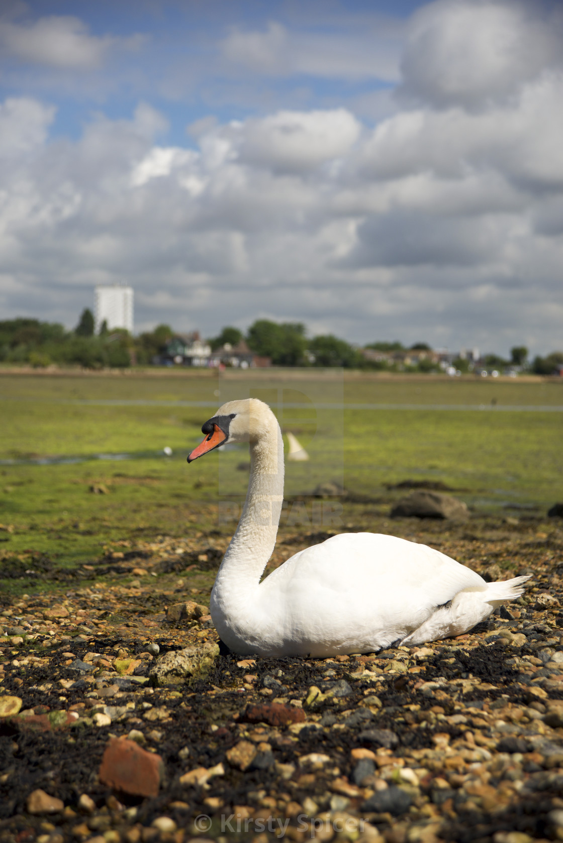 "Swan on the shoreline in Eastney, Portsmouth, Hampshire" stock image