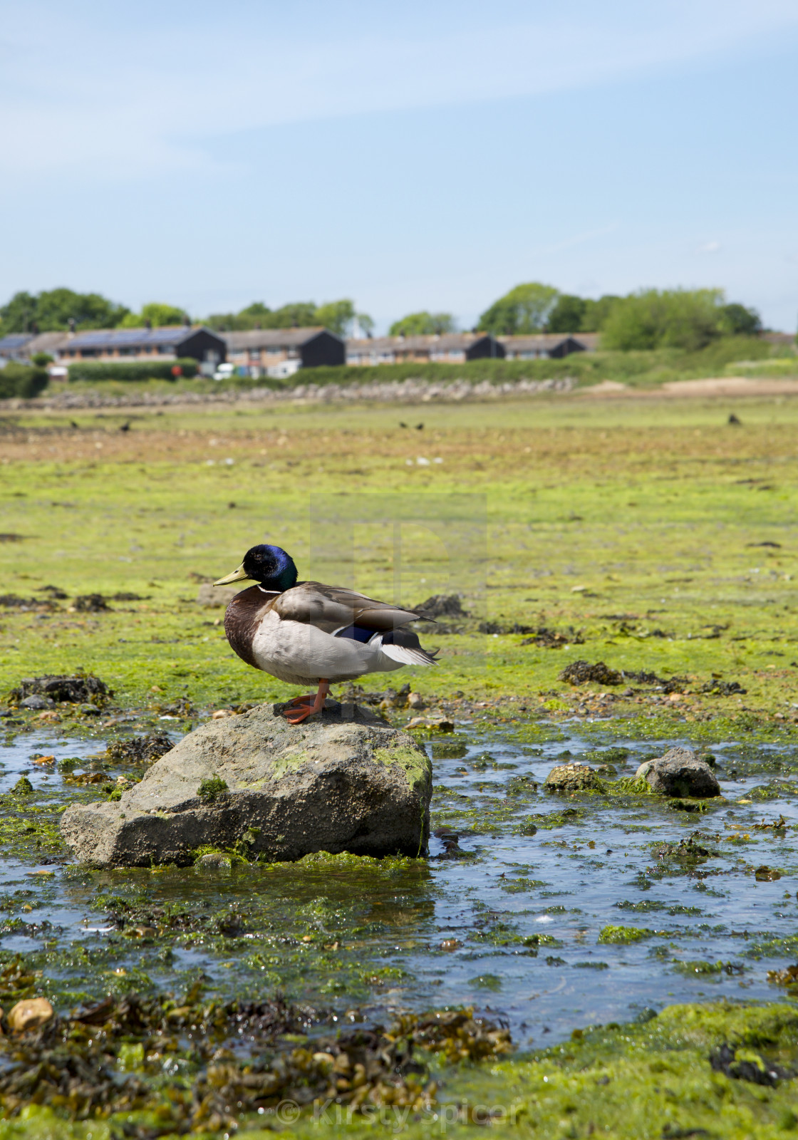 "Mallard on the shoreline" stock image