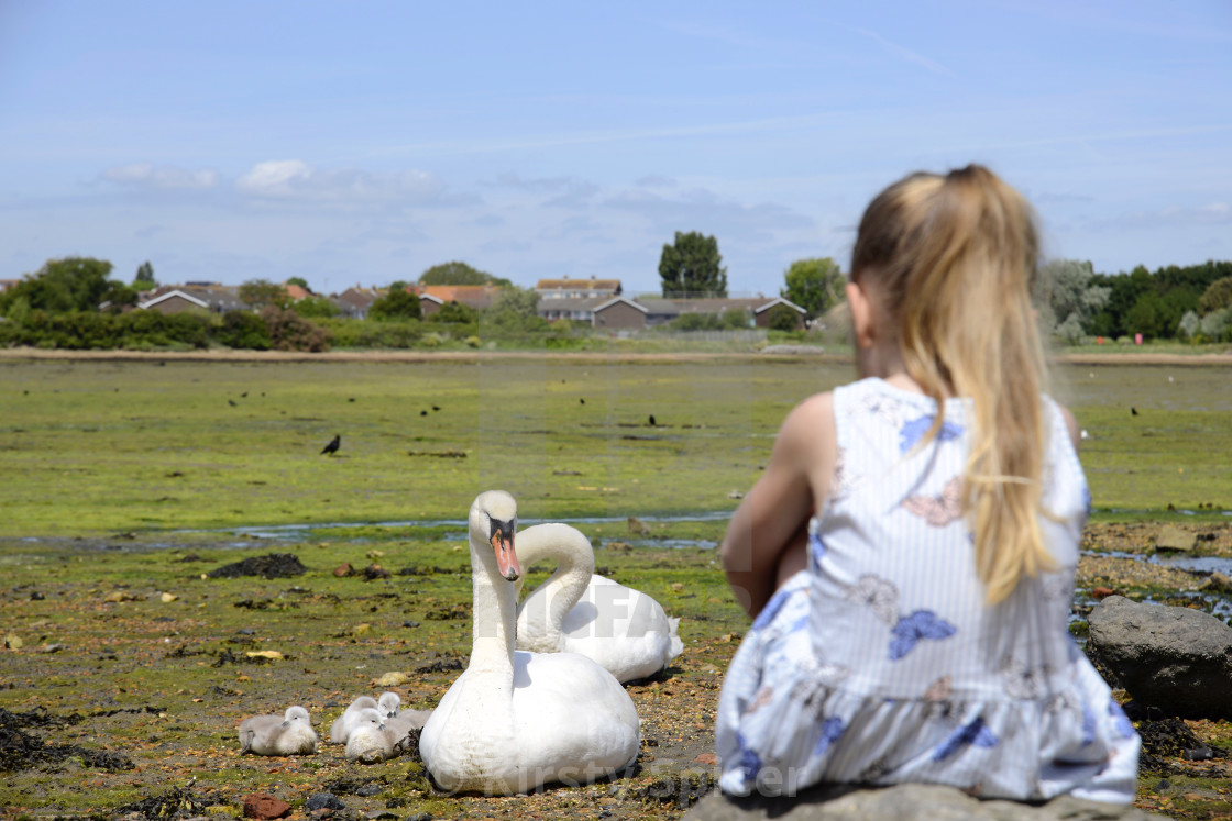 "Infant watching Swans and their Cygnets on the shoreline" stock image