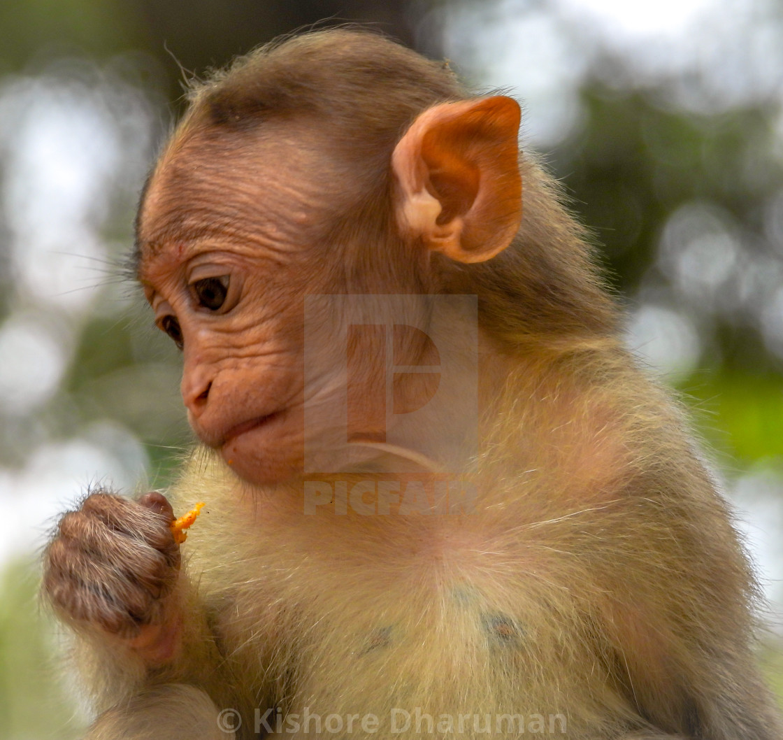 Cute Baby Monkey Portrait License Download Or Print For 3 72 Photos Picfair