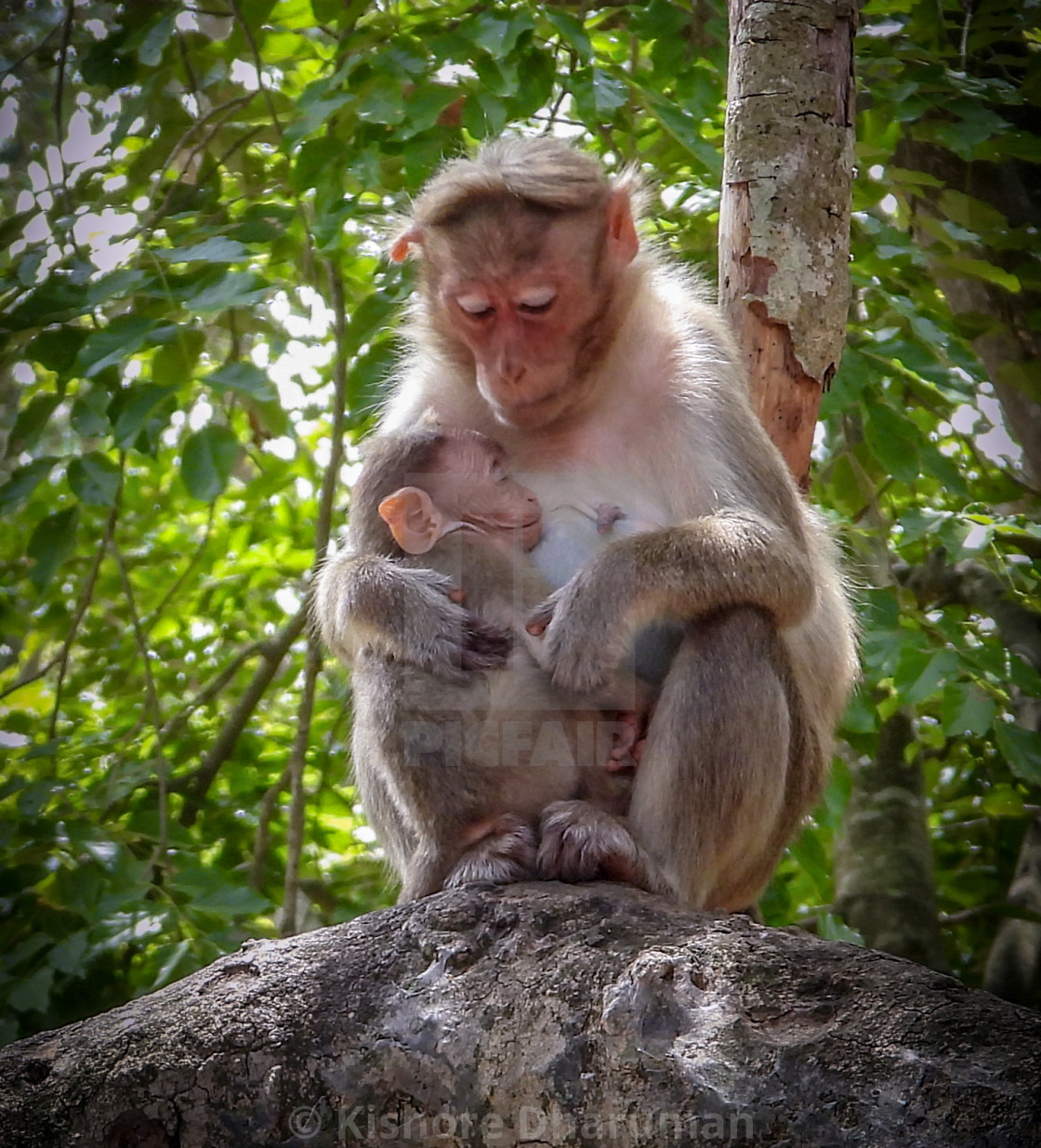 Baby Monkey Sleeping License Download Or Print For 1 24 Photos Picfair