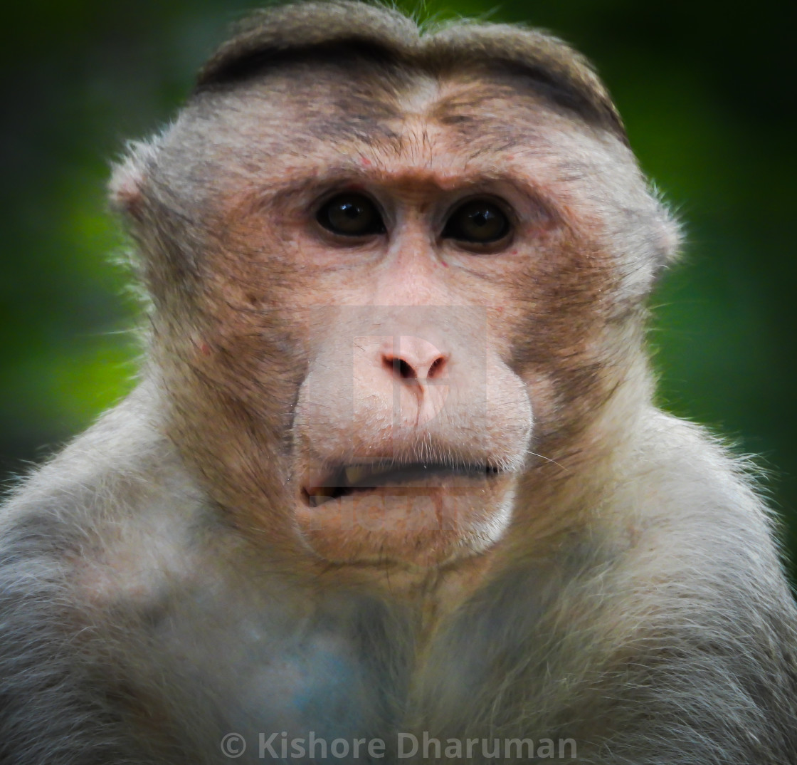 Cute Monkey Face Epression License Download Or Print For 1 24 Photos Picfair