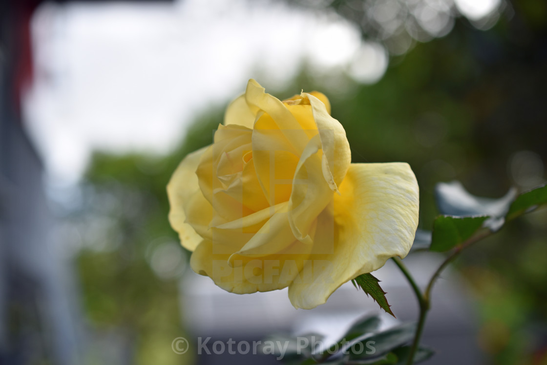 Beautiful Roses & Begonias, an album by Kotoray Photos - digital downloads,  framed prints & canvasses