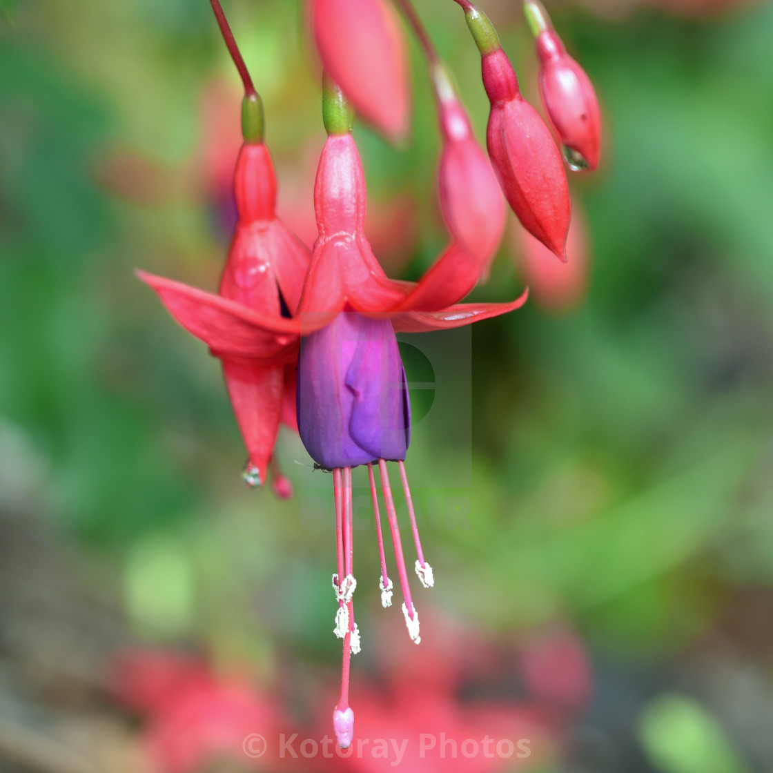 Pretty Fuchsia Flowers With Lovely Bokeh License Download Or Print For 10 00 Photos Picfair