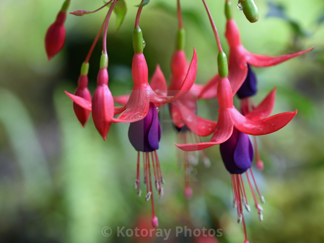 Bright Fuchsia Flowers With Nice Bokeh License Download Or Print For 10 00 Photos Picfair