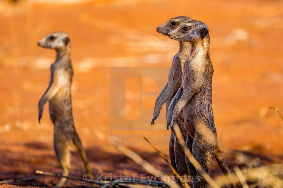 Meerkat family - License, download or print for £ | Photos | Picfair Meerkat family - License, download or print for £ | Photos | Picfair