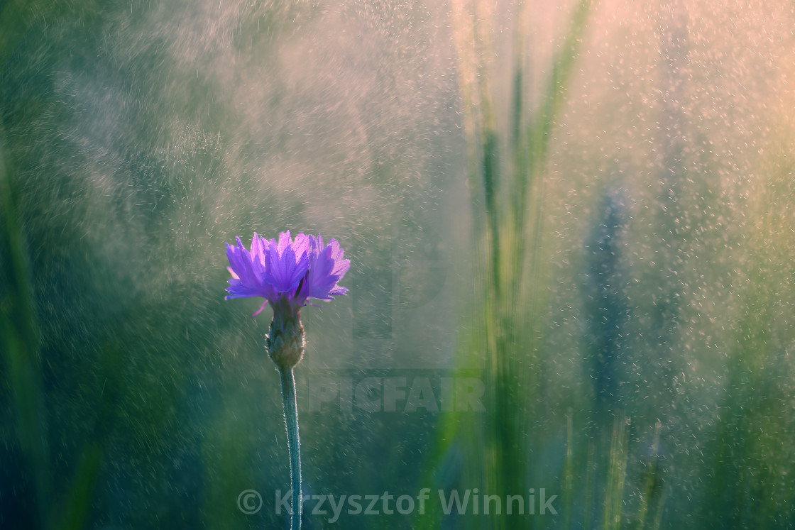 "Cornflower, a common flower growing in my garden, smells nice and looks" stock image