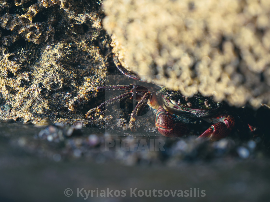 "The Shy Crab" stock image