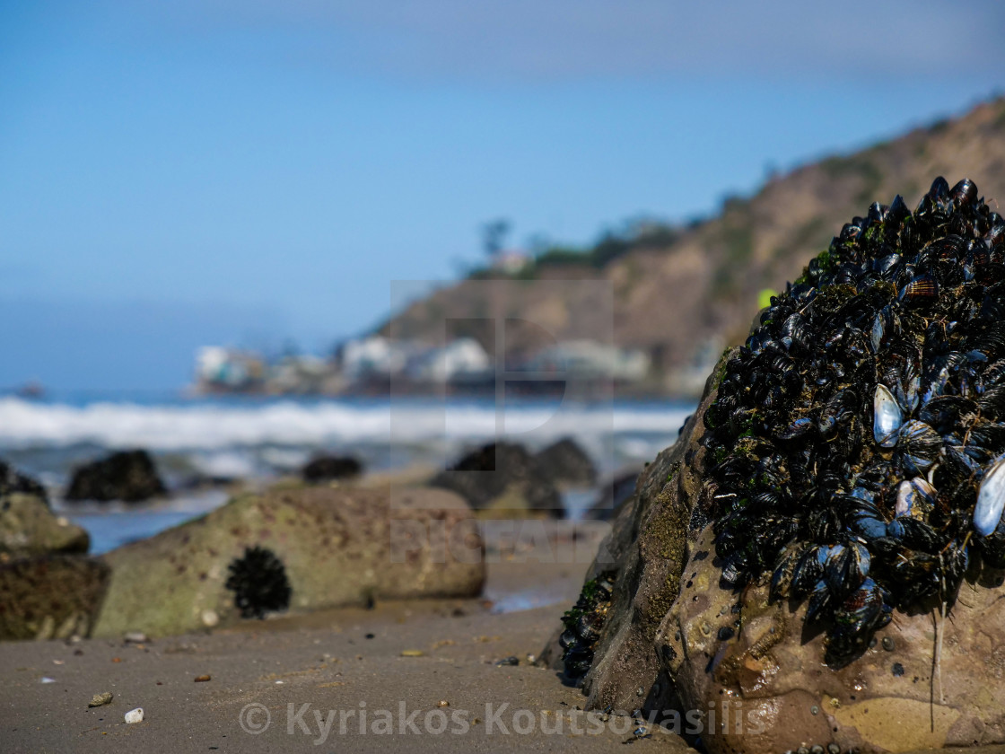 "Musses on a Rock" stock image