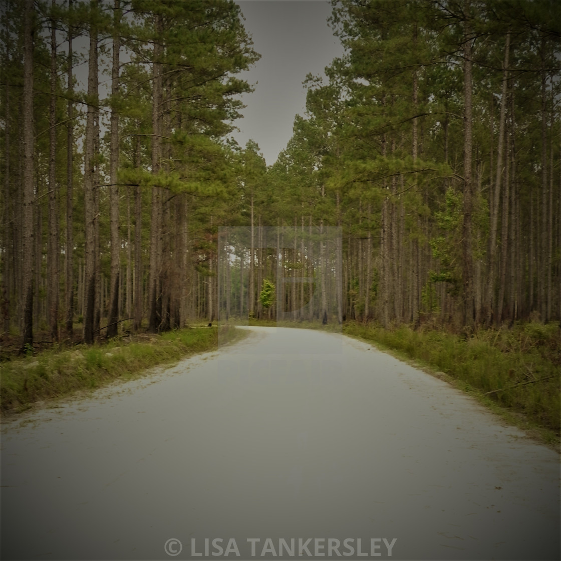 "Take Me Home, Country Roads" by LISA TANKERSLEY - $15.42 "Take Me Home, Country Roads" stock image