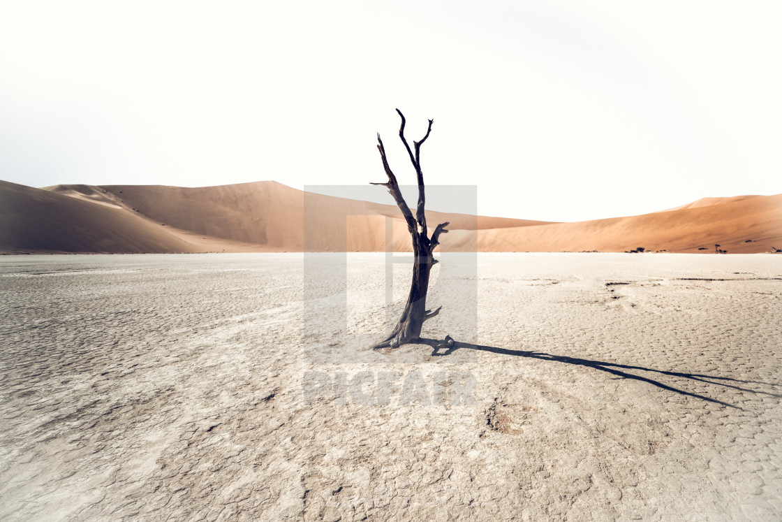 "Deadvlei , Namib Desert" stock image