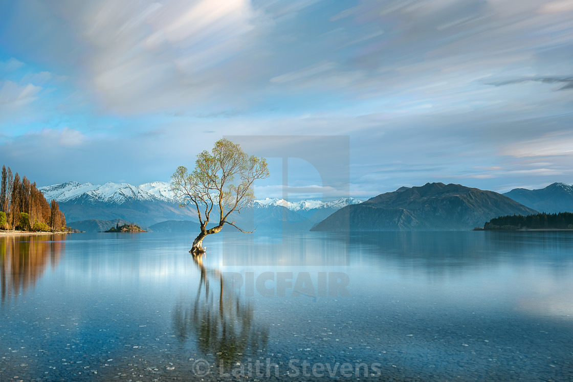 "That Wanaka Tree" stock image