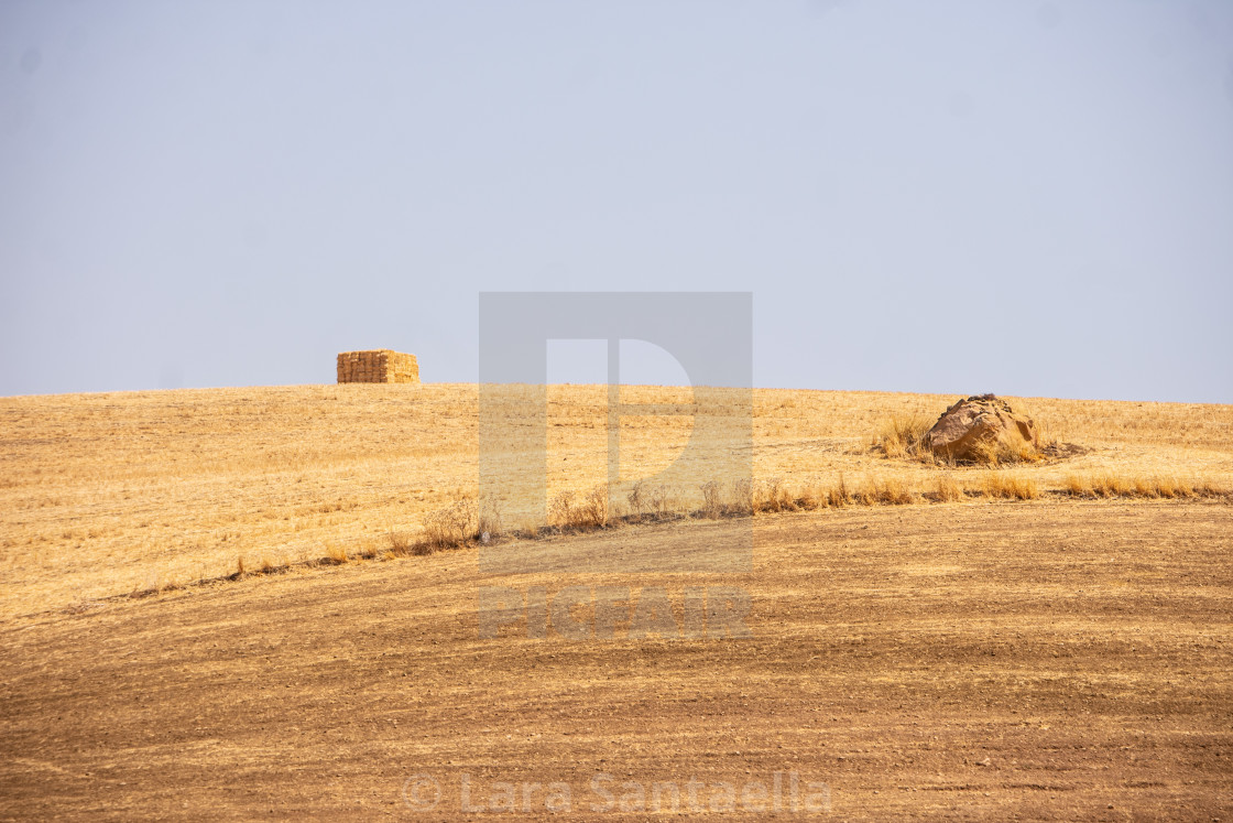 "Golden fields" stock image