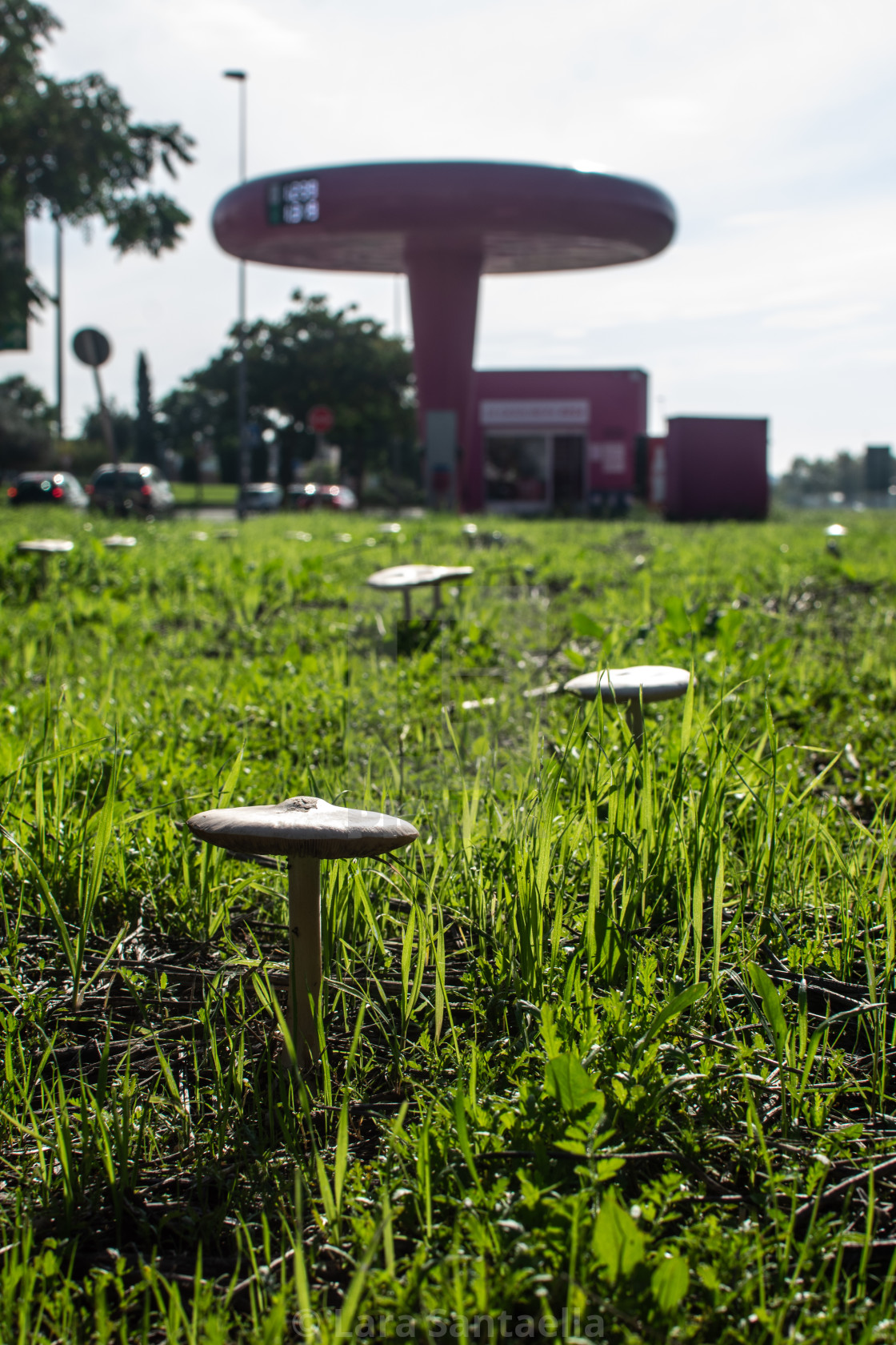 "Little mushroom, big mushroom" stock image