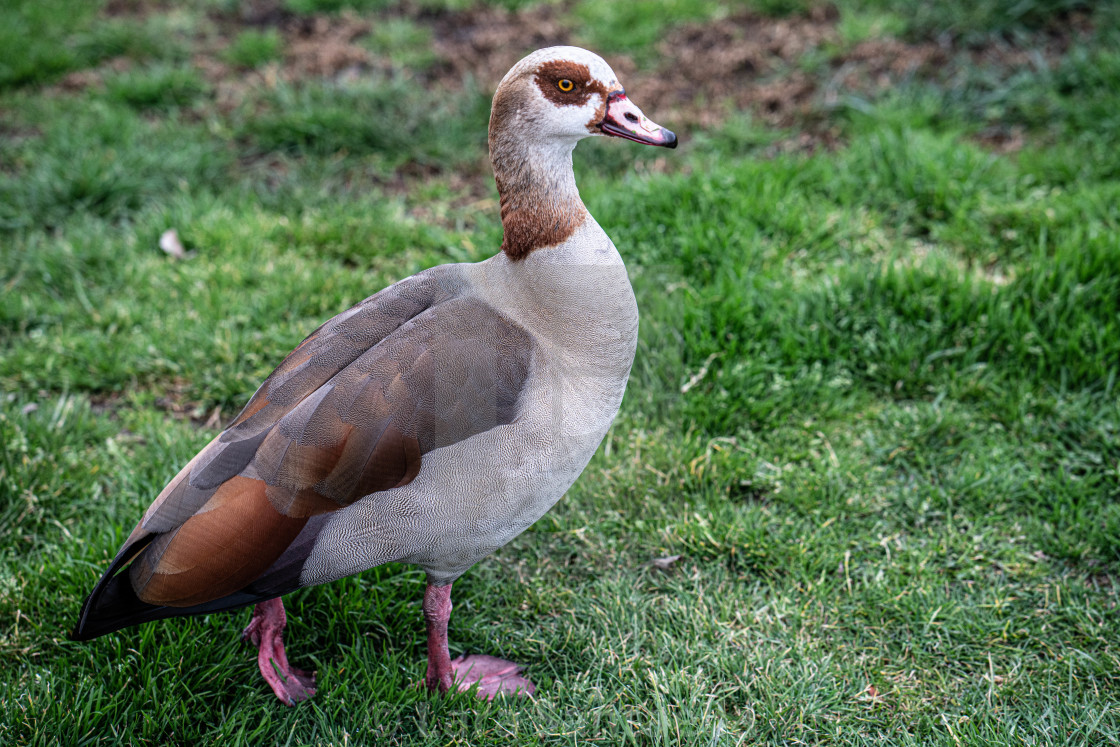 "Walks like a duck…" stock image