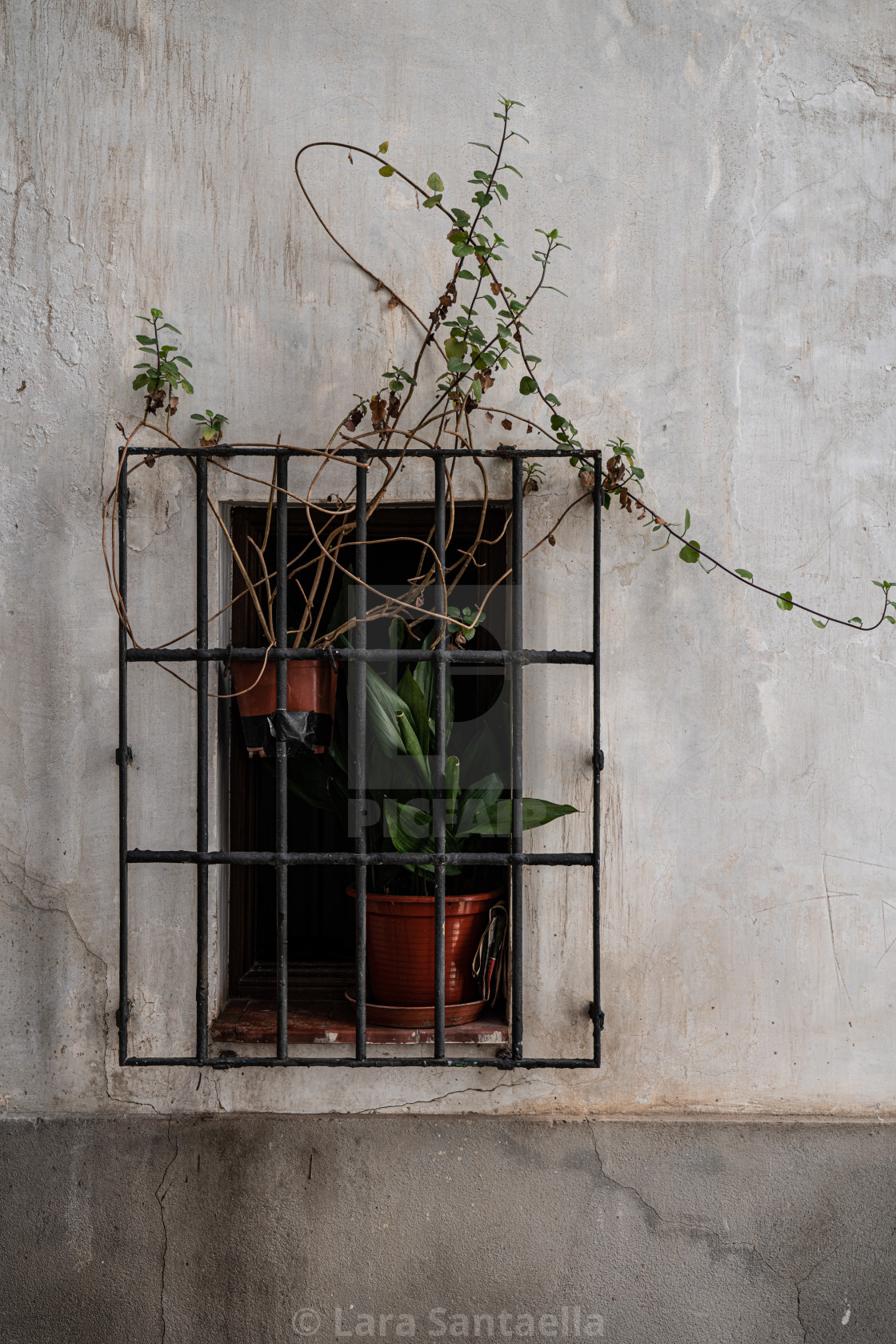 "Overgrown plant in the window" stock image