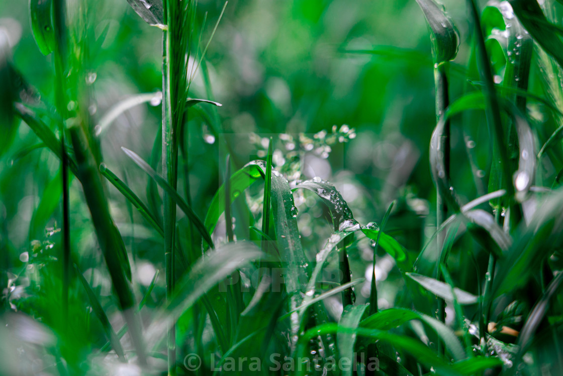 "Morning dew" stock image