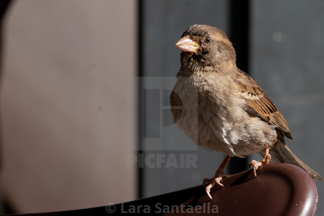 "The Watching Sparrow" stock image