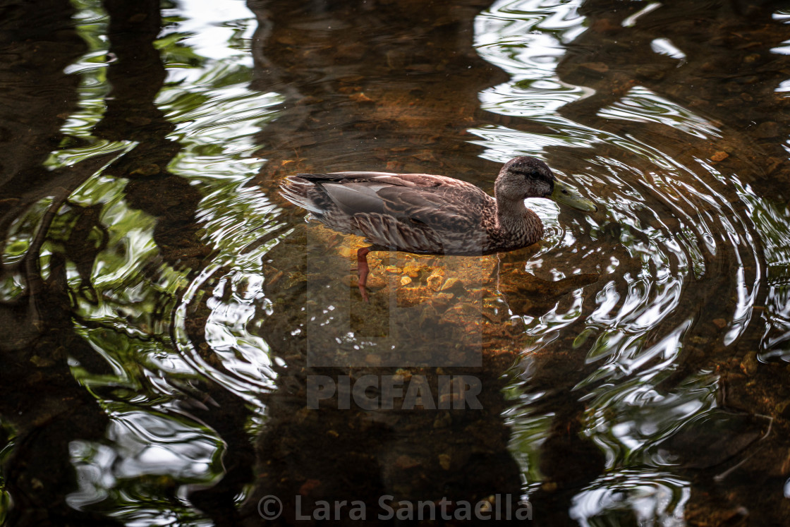 "A duck on a mission" stock image