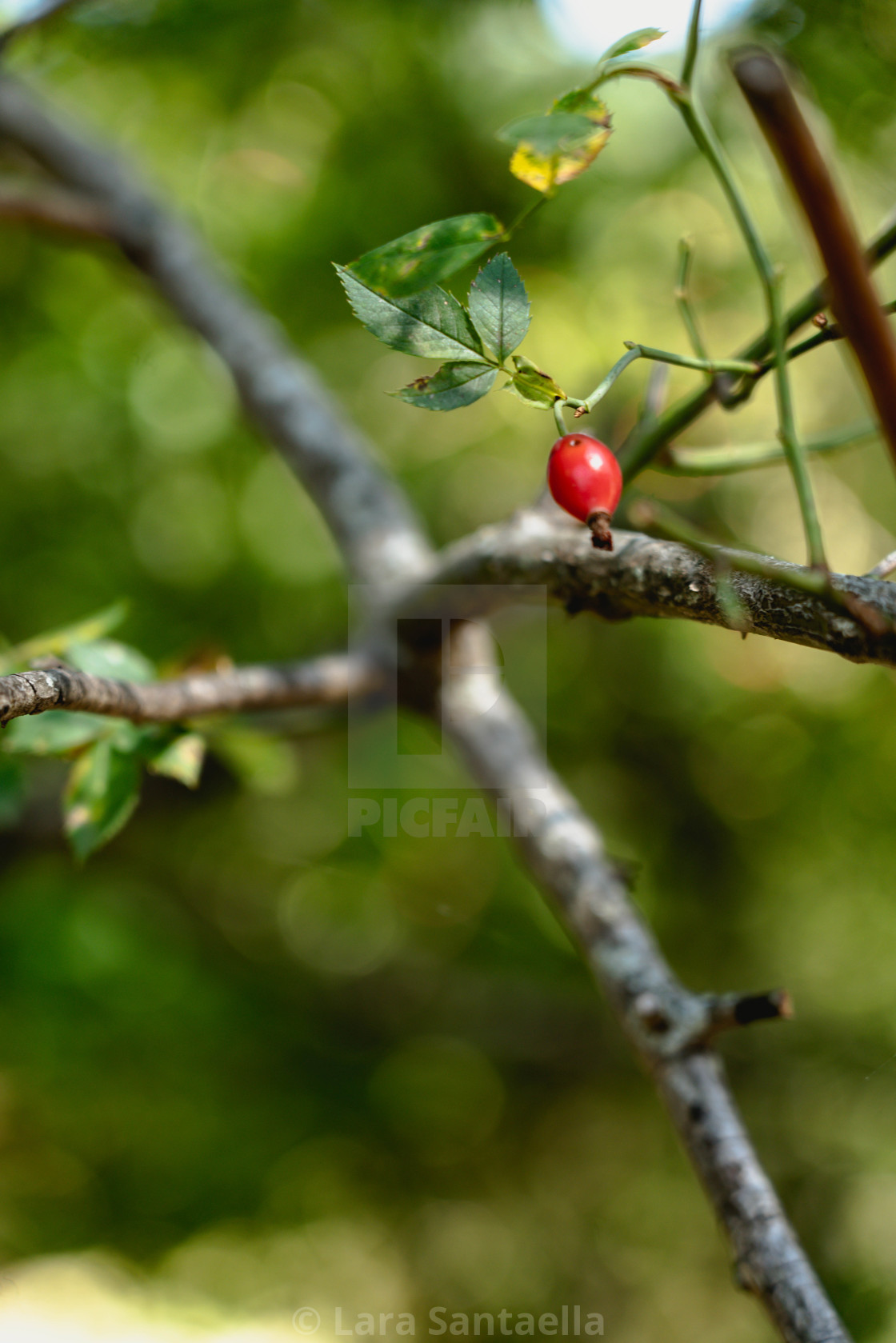 "And a berry grew" by Lara Santaella - $56.56 "And a berry grew" stock image