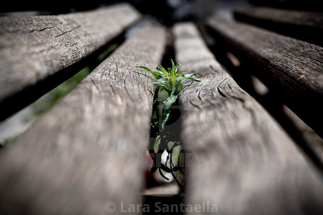 "Stems of hope" by Lara Santaella - $56.56 "Stems of hope" stock image