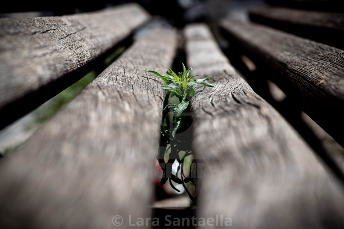 "Stems of hope" stock image