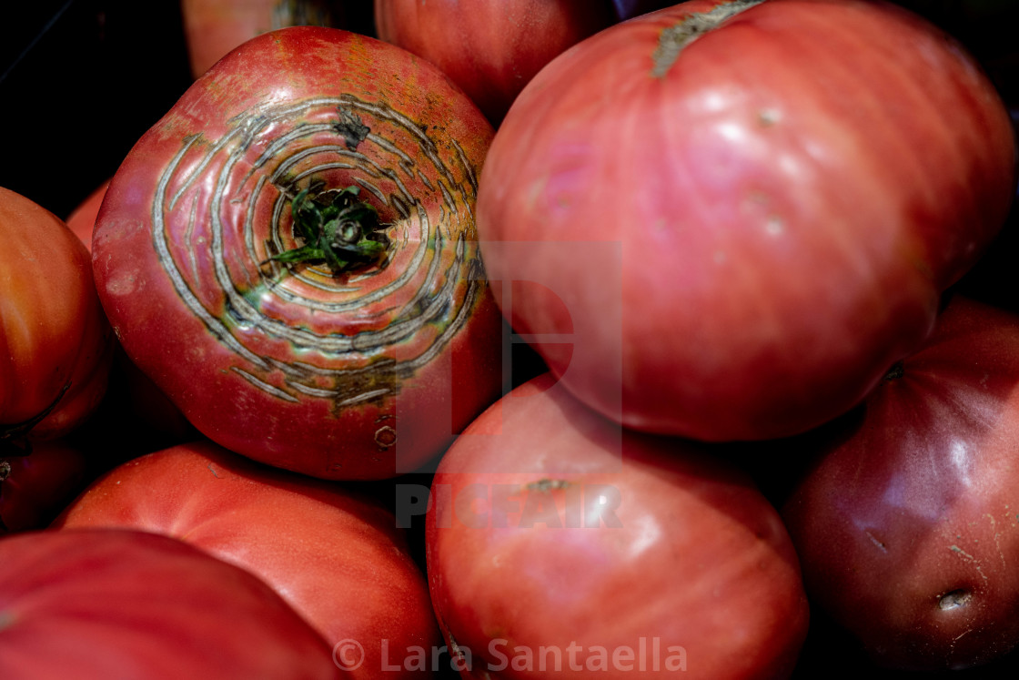 "Scarred tomato" by Lara Santaella - $56.56 "Scarred tomato" stock image