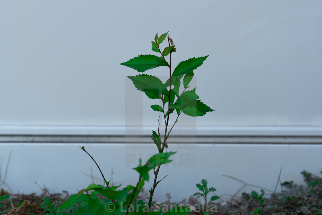 "New growths" by Lara Santaella - $56.56 "New growths" stock image